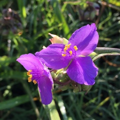Tradescantia