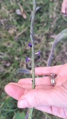 Stachytarpheta angustifolia