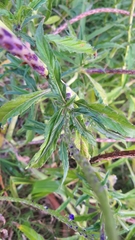 Stachytarpheta angustifolia