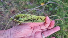 Stachytarpheta angustifolia