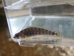 Etheostoma bellum