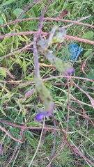 Stachytarpheta angustifolia