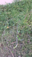 Stachytarpheta angustifolia