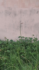 Stachytarpheta angustifolia