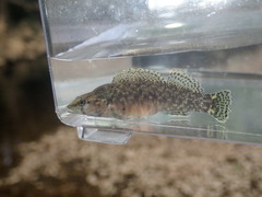 Etheostoma maculatum