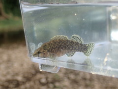 Etheostoma maculatum