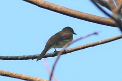 Rubigula erythropthalmos