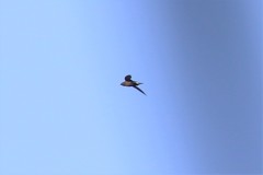 Hirundapus giganteus