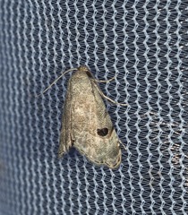 Abablemma brimleyana