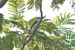 Hemipus hirundinaceus