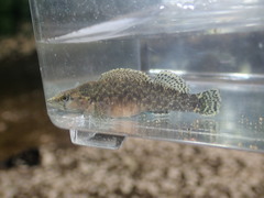 Etheostoma maculatum