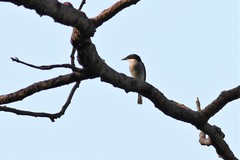 Hemipus hirundinaceus