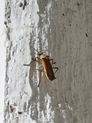 Chauliognathus cinguliventris