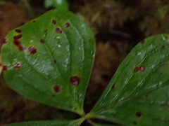 Puccinia porphyrogenita