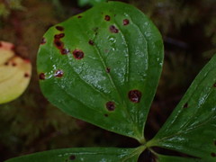 Puccinia porphyrogenita