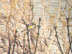 Setophaga coronata coronata × auduboni