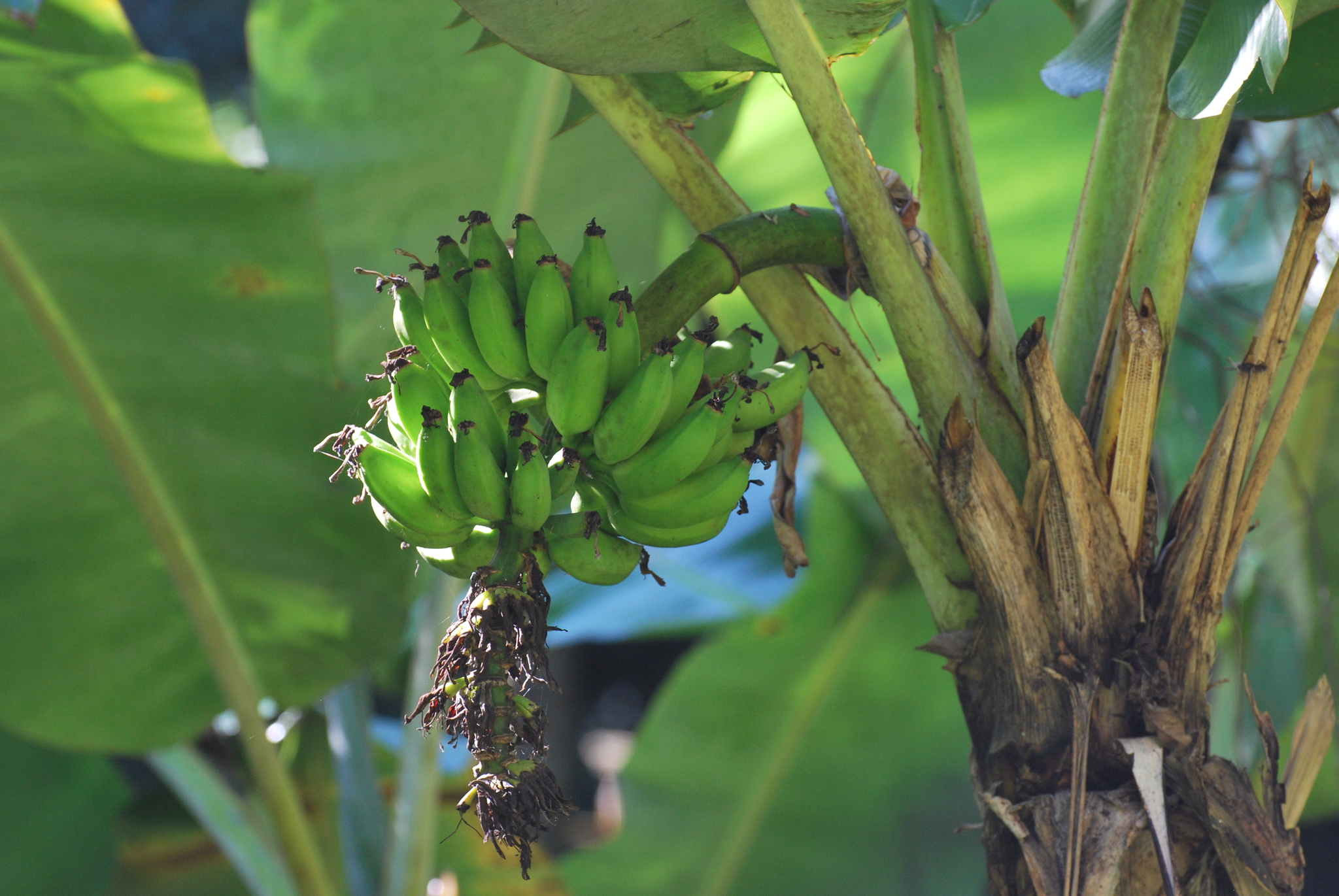 Musa paradisiaca