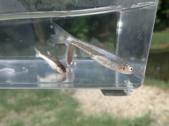 Notropis micropteryx