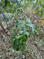 Cnidoscolus multilobus