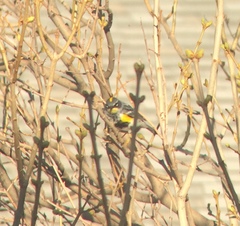 Setophaga coronata coronata × auduboni