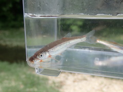 Notropis micropteryx