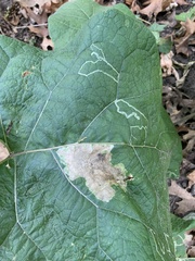 Calycomyza flavinotum