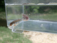 Notropis micropteryx