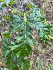 Cnidoscolus multilobus