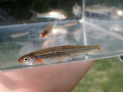 Notropis micropteryx