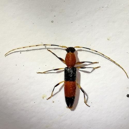 Ocroeme tricolor