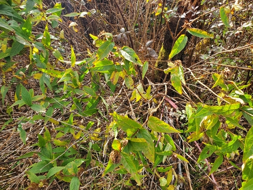 Image of Diervilla sessilifolia by (c) Will Kuhn, some rights reserved (CC BY)