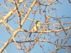 Setophaga coronata coronata × auduboni