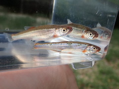 Notropis micropteryx