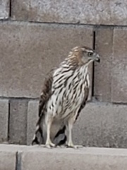 Accipiter cooperii