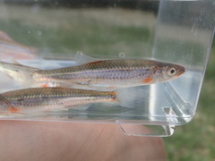 Notropis micropteryx