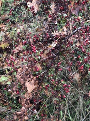 Cotoneaster integerrimus