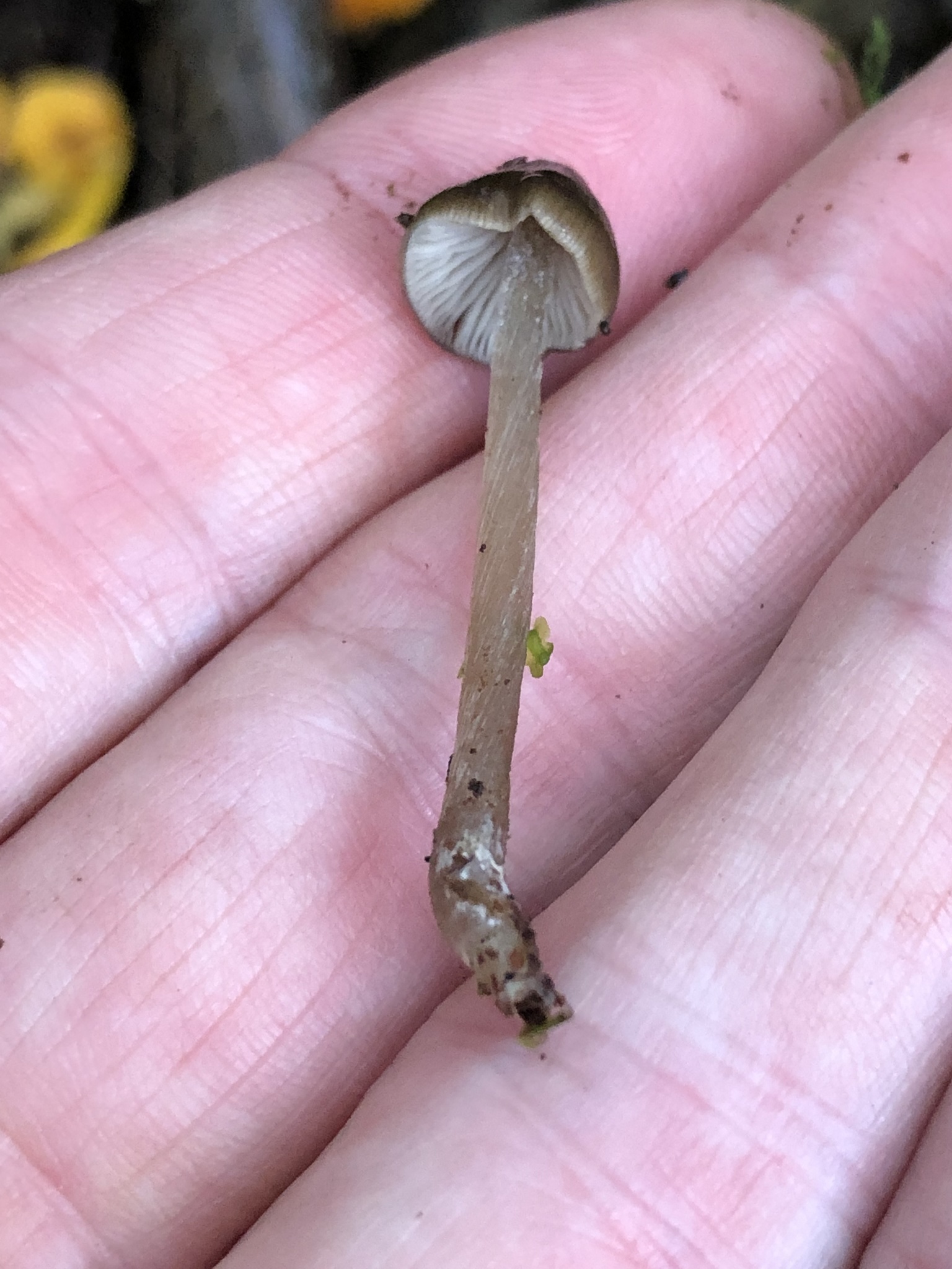 Entoloma cuspidiferum