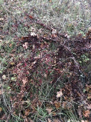 Cotoneaster integerrimus