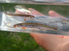 Notropis micropteryx