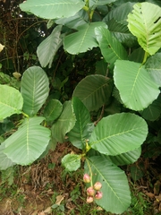 Dillenia suffruticosa