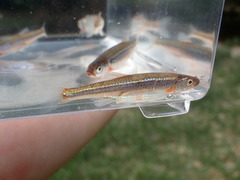 Notropis micropteryx