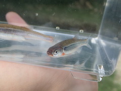 Notropis micropteryx