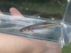 Notropis micropteryx