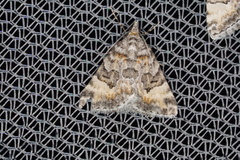 Dichromodes anelictis