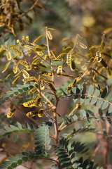 Senna notabilis
