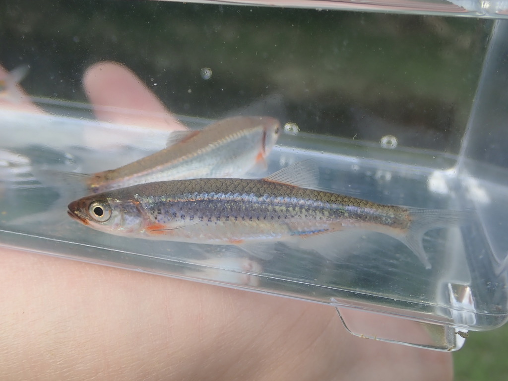 Highland Shiner