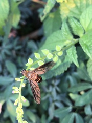 Exoprosopa rostrifera