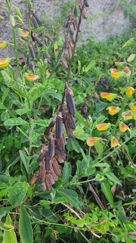 Rattleweed