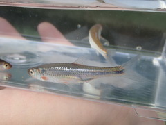 Notropis micropteryx