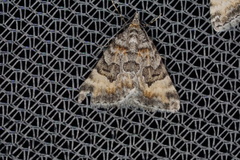 Dichromodes anelictis